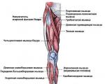 Hýbeme vnitřními svaly stehen: cviky a tipy